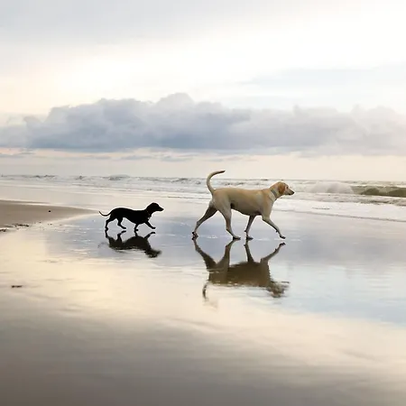 Lens Sandy Collection - Collection Of 2 And One Seaview - Part Of The The Bay Village With Pool, Gym And Direct Access, Pub, Restaurant, Tennis And Meadows Walks Filey